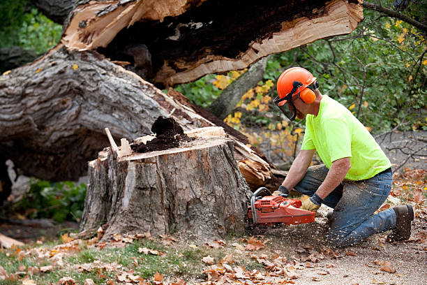 Best Tree Cabling and Bracing  in Kensington, CA